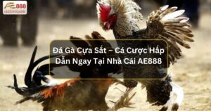 Đá Gà Cựa Sắt – Cá Cược Hấp Dẫn Ngay Tại Nhà Cái AE888