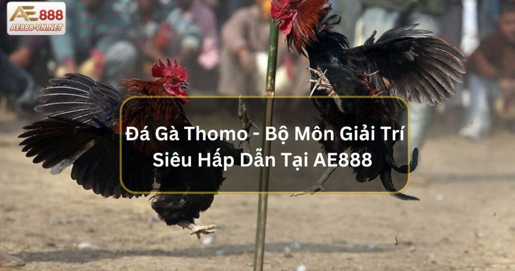 Đá Gà Thomo - Bộ Môn Giải Trí Siêu Hấp Dẫn Tại AE888 