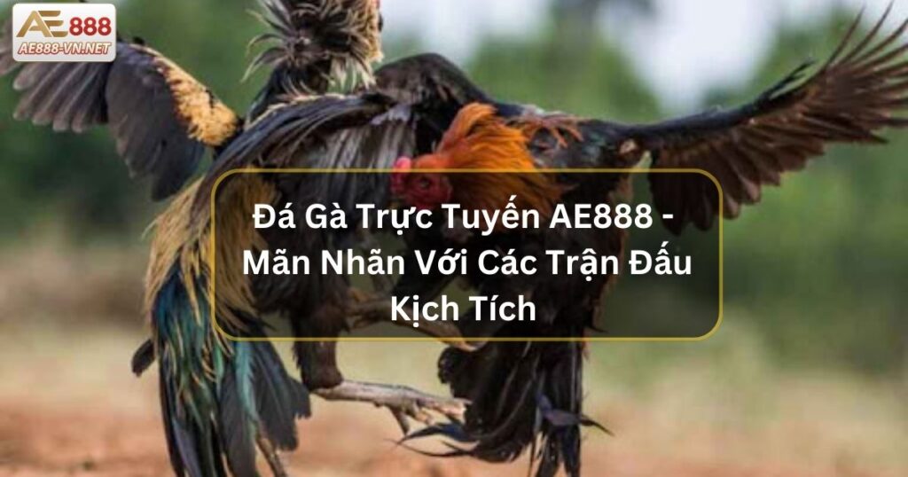 Đá Gà Trực Tuyến AE888 - Mãn Nhãn Với Các Trận Đấu Kịch Tích