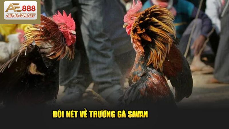 Giới thiệu đôi nét về trường đấu Savan