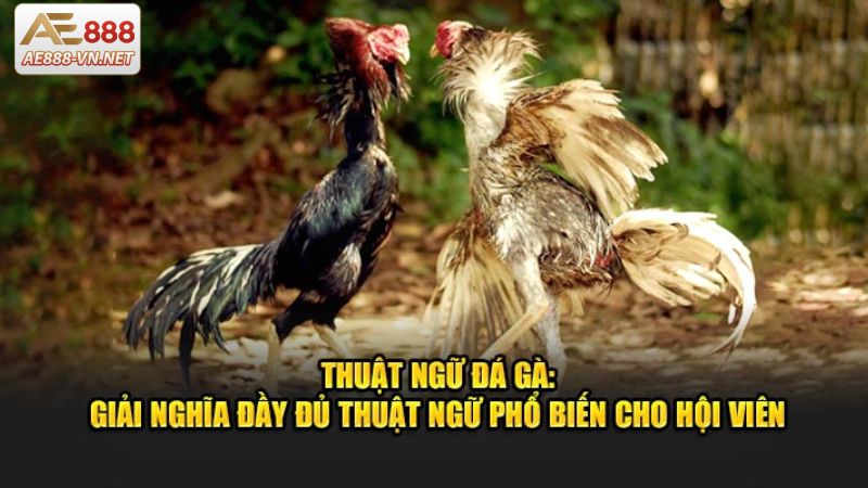 Đôi nét về các thuật ngữ liên quan đến đá gà trực tuyến