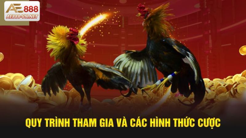 Quy trình tổ chức đá gà Thomo cơ bản