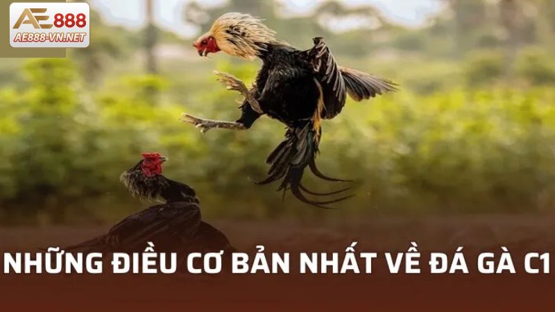 Giải thích thế nào là Đá gà C1 