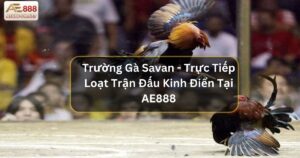 Trường Gà Savan - Trực Tiếp Loạt Trận Đấu Kinh Điển Tại AE888